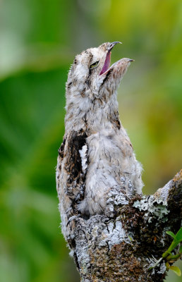 Nyctibius griseus juvenile.jpg