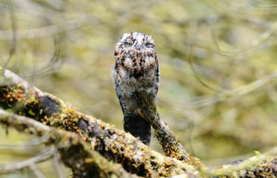 Nyctibius maculosus.jpg