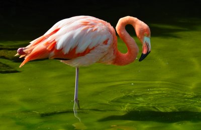 Phoenicopterus ruber.jpg