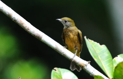 Heterocercus aurantiivertex female.jpg
