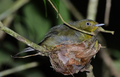 Pipra filicauda female.jpg