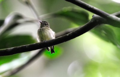 pipridae