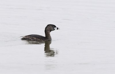 Podilymbus podiceps breeding.jpg