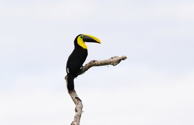 Ramphastos ambiguus.jpg