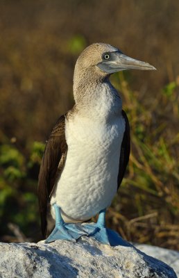 sulidae