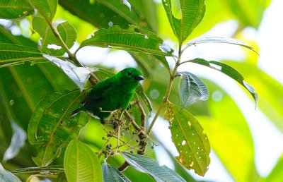 Chlorochrysa phoenicotis.jpg