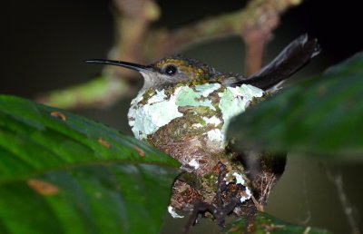 Florisuga mellivora female.jpg