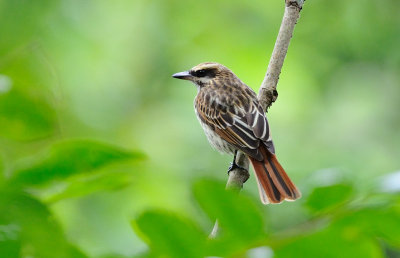 Myiodynastes maculatus.jpg