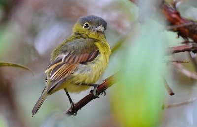 Pachyramphus versicolor female.jpg