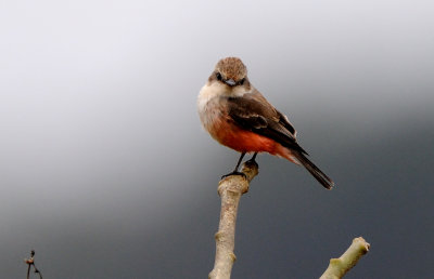 Pyrocephalus rubinus female.jpg