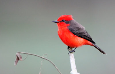 Pyrocephalus rubinus male.jpg