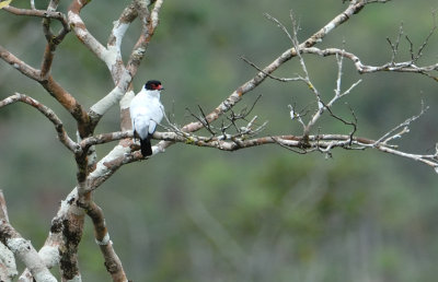 Tityra cayana adult.jpg