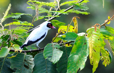 Tityra semifasciata male.jpg