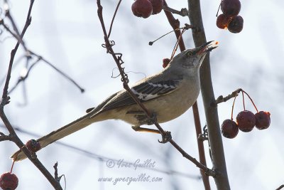 Moqueur polyglotte - Northern Mockingbird - 2 photos