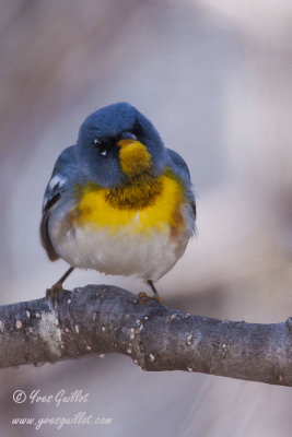 Paruline  collier - Northern Parula - 1 photo