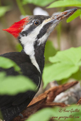 Grand pic - Pileated Woodpecker - 3 photos