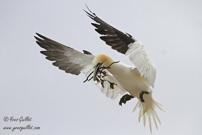 Fou de Bassan - Northern Gannet - 2 photos