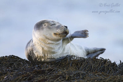 Phoque commun immature - Common Seal Pup - 20 photos