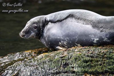 Phoques gris - Grey Seals - 8 photos