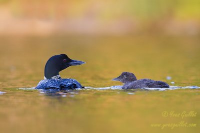 Plongeon huard + bb #3168.jpg