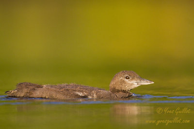 Plongeon huard - bb #3432.jpg