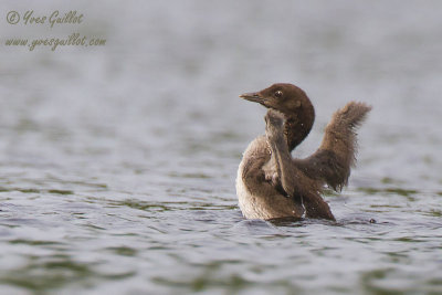 Plongeon huard #1283.jpg