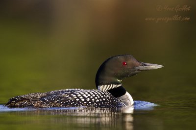 Plongeon huard #3470.jpg