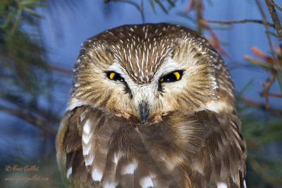 Petite nyctale - Northern Saw-Whet Owl - 19 photos