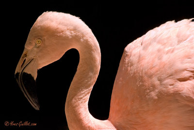 Flamant rose - greater Flamingo - 1 photo