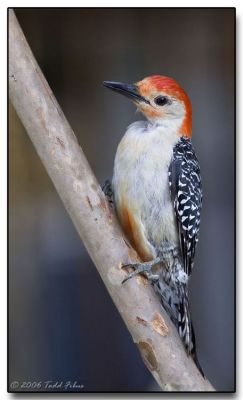  Male Red Bellied Woodpecker