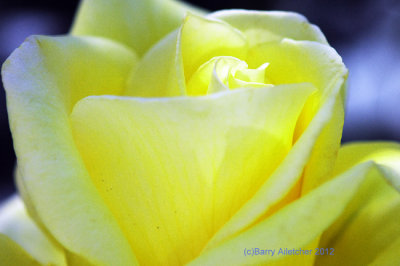 Macro Yellow Rose