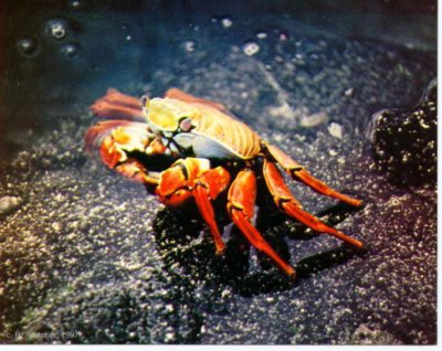 Sallylightfoot crab