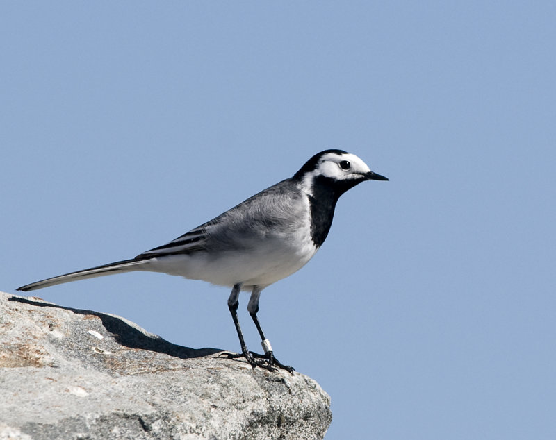sädesärla