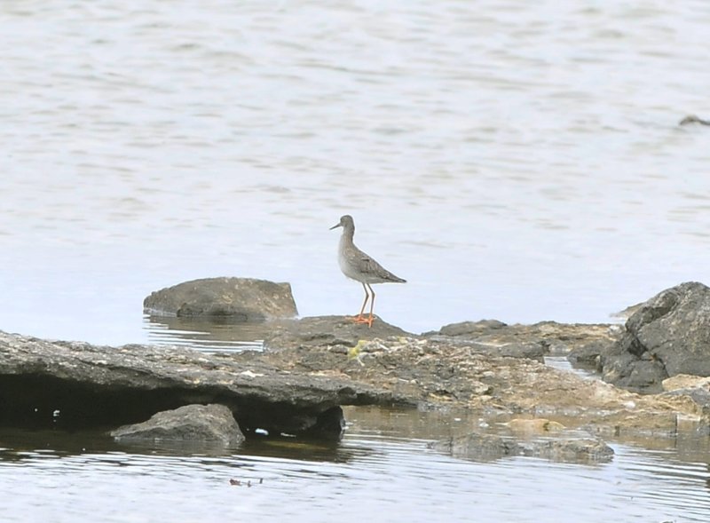 juvenil rödbena
