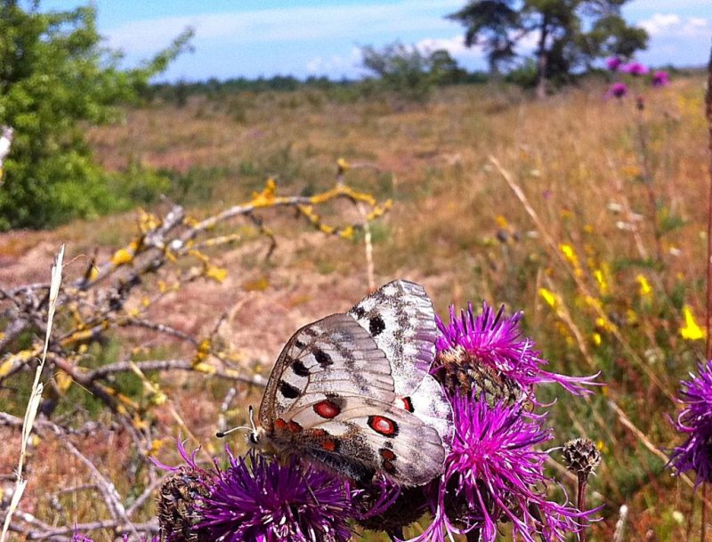 apollofjril, Tofta skjutflt, Gotland