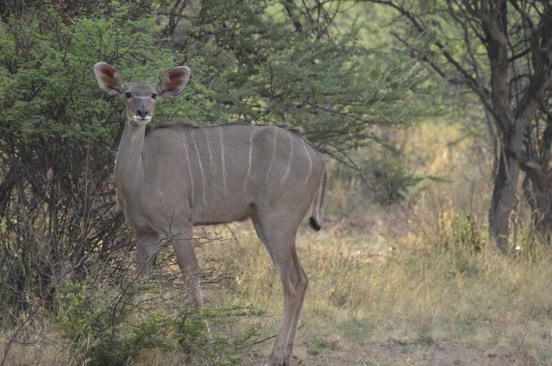 KUDU