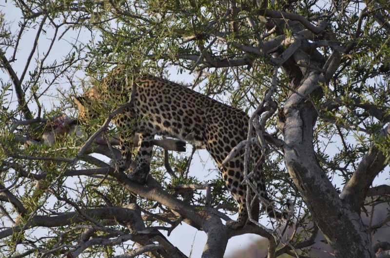 FEMALE LEOPARD