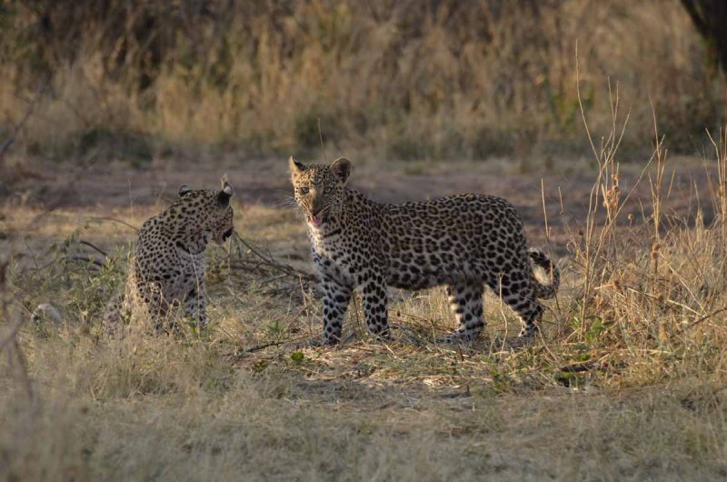 FEMALE AND MALE LEOPARD CUB