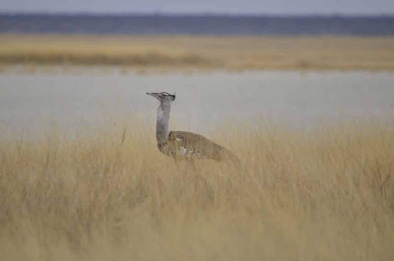 KORI BUSTARD