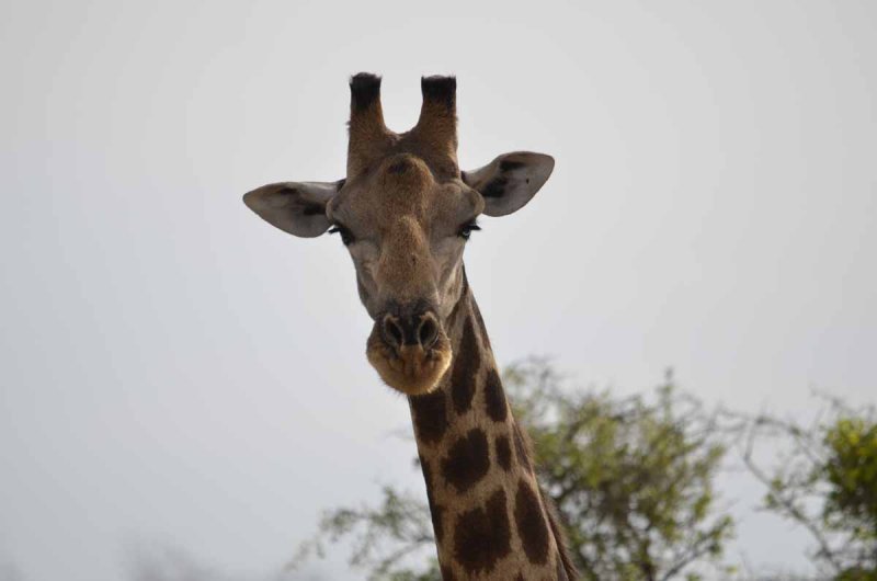 GIRAFFE