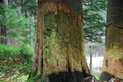 Bayerisch Eisenstein_1028.jpg