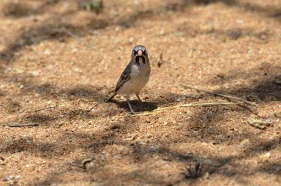 SCALY-FEATHERED FINCH