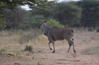 ELAND