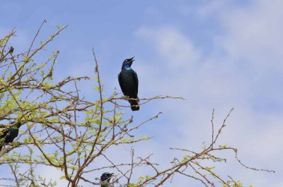 CAPE GLOSSY STARLING