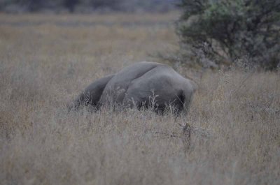 WHITE RHINO