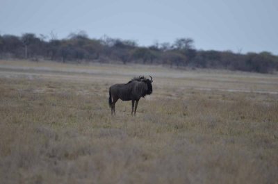 BLUE WILDEBEEST
