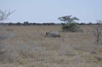 WHITE RHINO