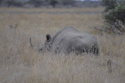 WHITE RHINO