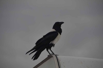 2011 10 28_1588.jpg