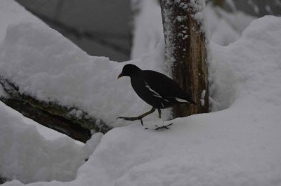 2012 01 09_Neu Schnau_0174.jpg